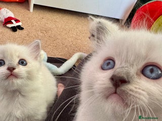 Ragdoll cats Beautiful Registered Ragdoll Kittens Available - Advert 4