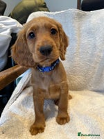 Cocker Spaniel dogs Extensively Health Tested KC Cocker Spaniels - Advert 7