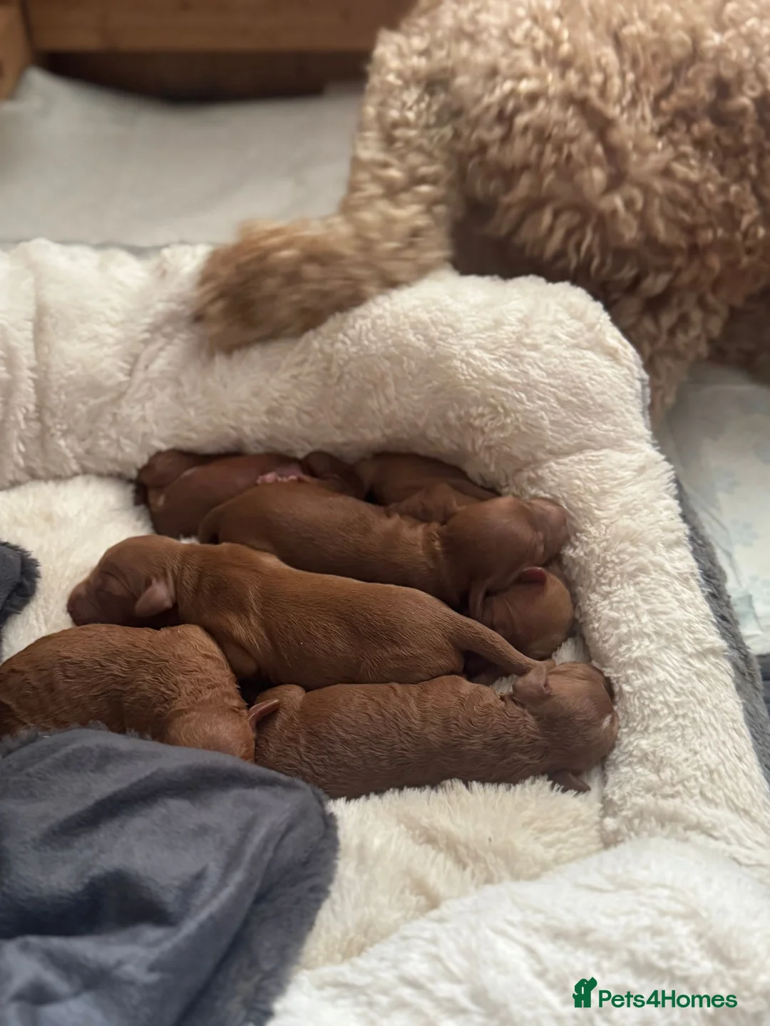 Miniature Poodle dogs for stud: OUR BARRY-KC REGISTERED MINIATURE POODLE FOR STUD in Preston - Advert 27