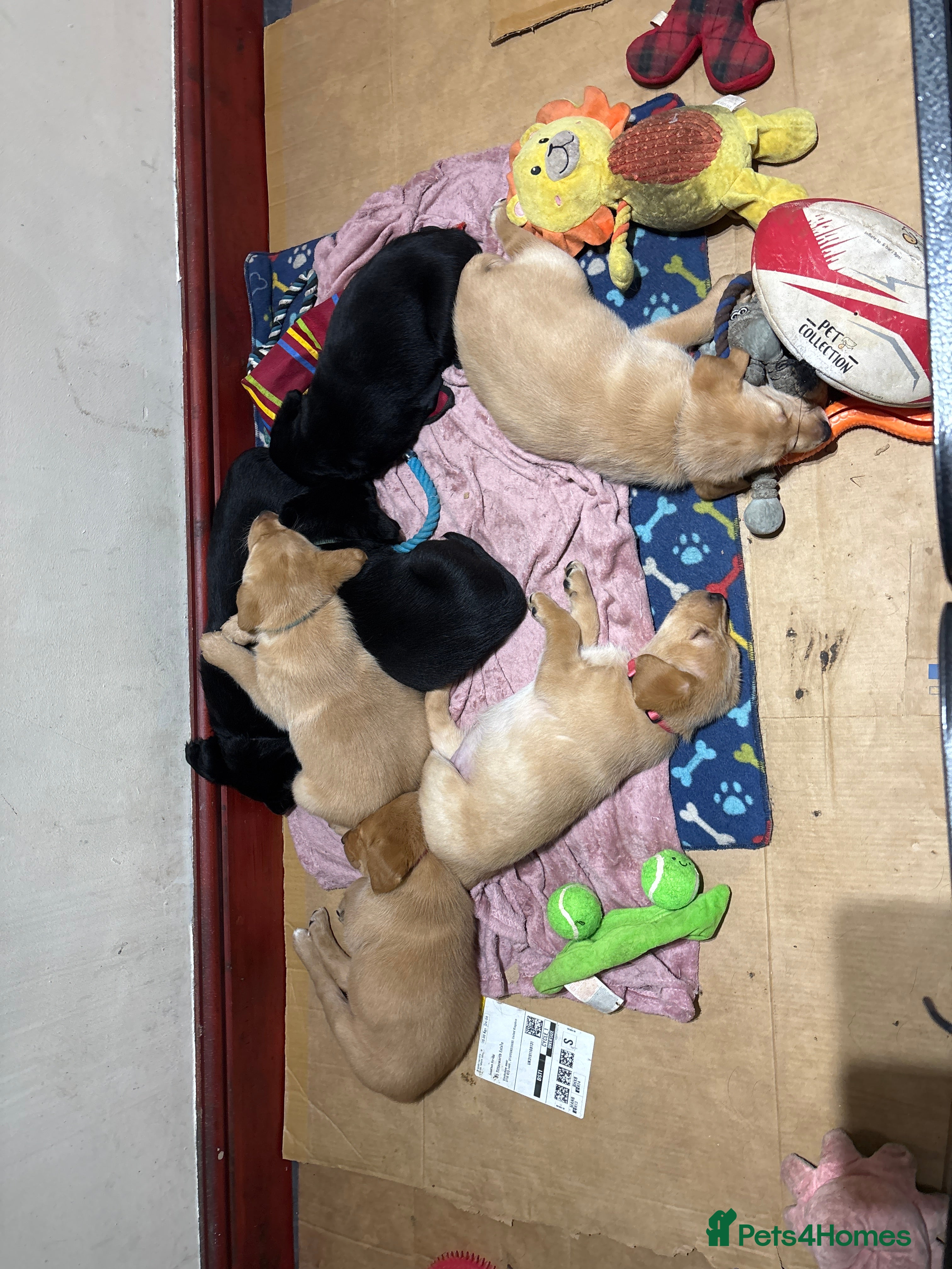 Labrador Retriever dogs 3 Labrador puppies - Advert 18