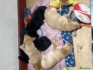 Labrador Retriever dogs 3 Labrador puppies - Advert 18