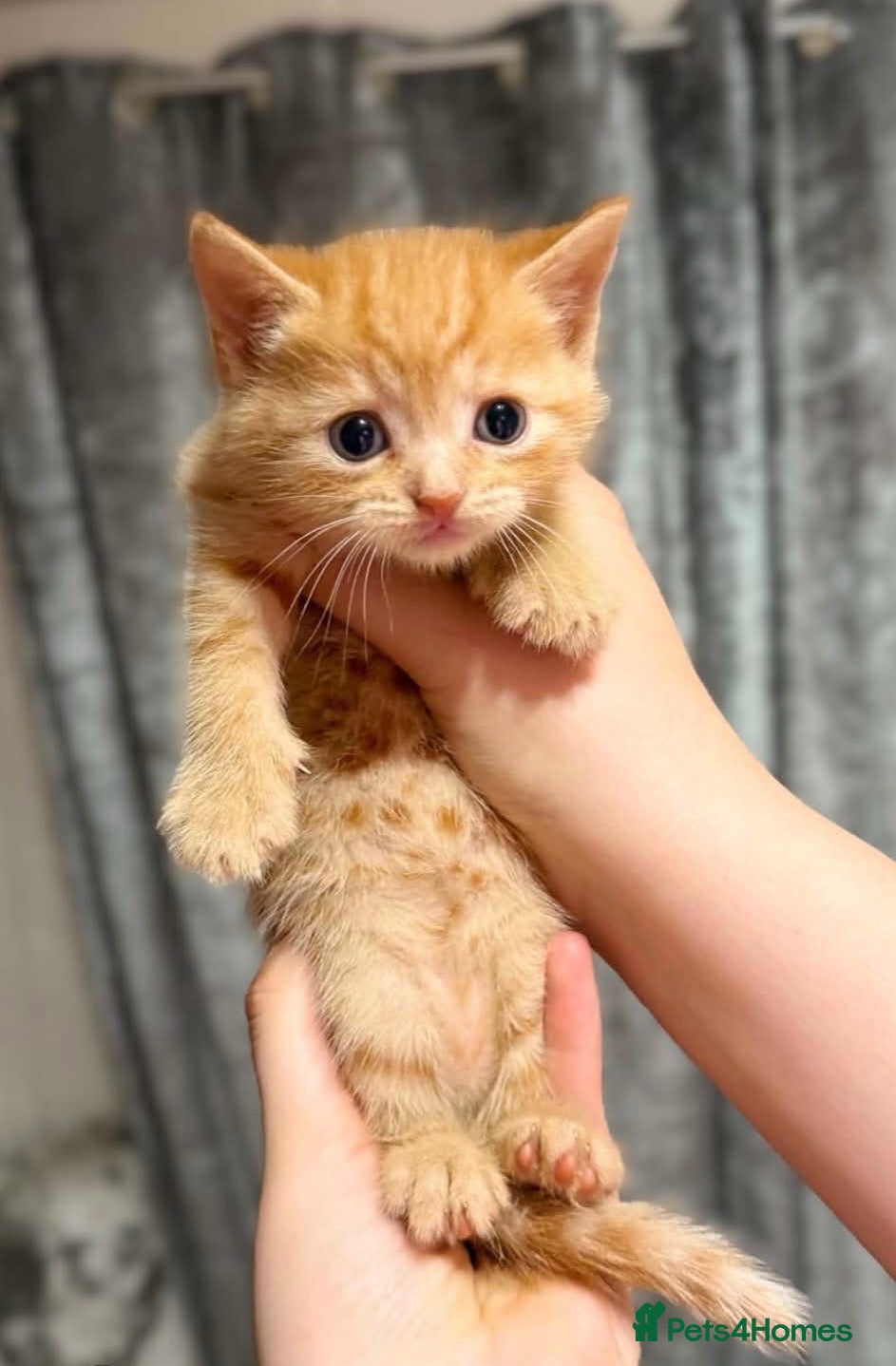 British Shorthair cats VERY DOCILE boy ready now  - Advert 3