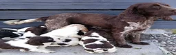 Cocker Spaniel dogs for sale: 9 beautiful Cocker spaniel puppies  - Advert 1