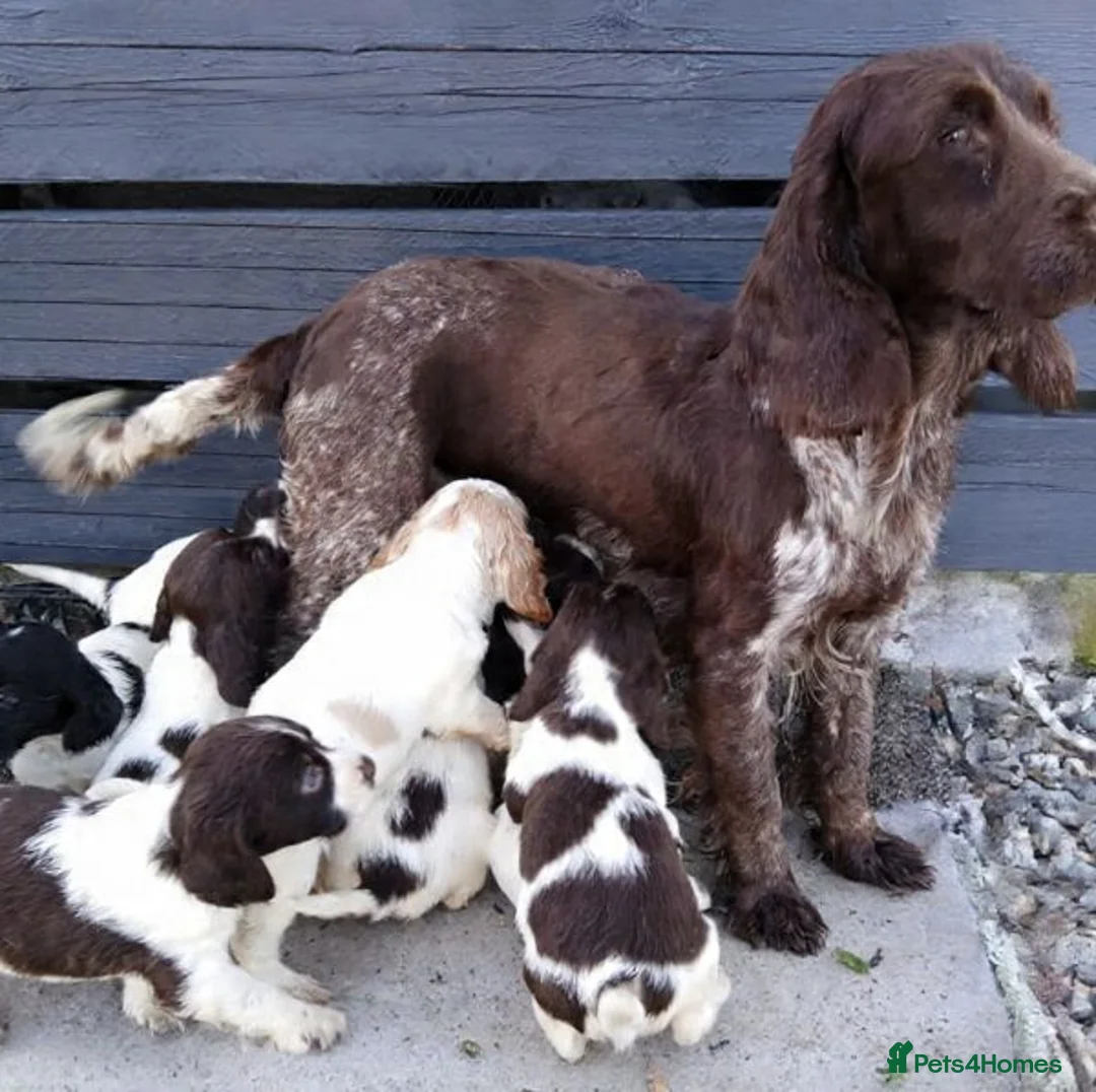 Cocker Spaniel dogs for sale: 9 beautiful Cocker spaniel puppies  - Advert 1