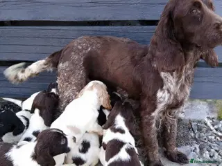 Cocker Spaniel dogs Ready now Only 4 left Cocker spaniel puppies - Advert 1