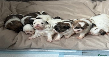Shih Tzu dogs - Advert 18