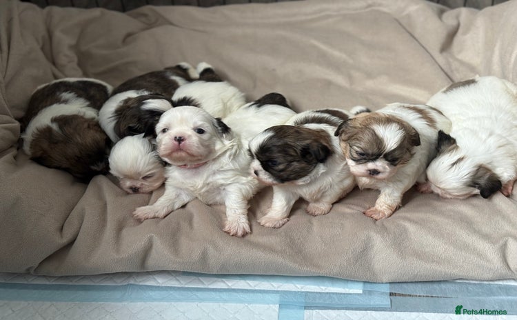 Shih Tzu dogs - Advert 2