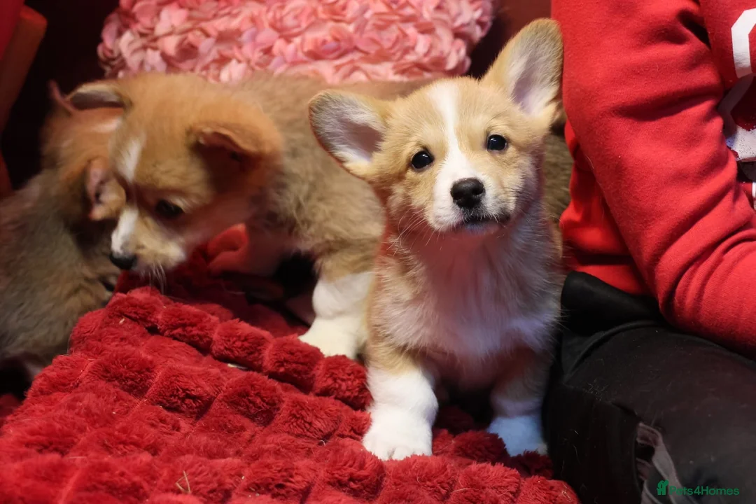 Welsh Corgi Pembroke dogs for sale: Champion bloodlines on both sides, great with kids - Advert 40