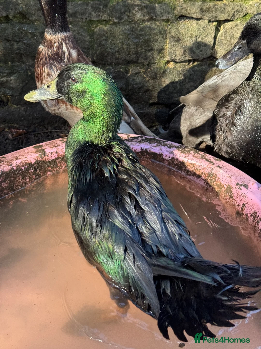 Ducks poultry for sale: FREE DUCKS. 1 FEMALE 2 MALE in Olney - Advert 2