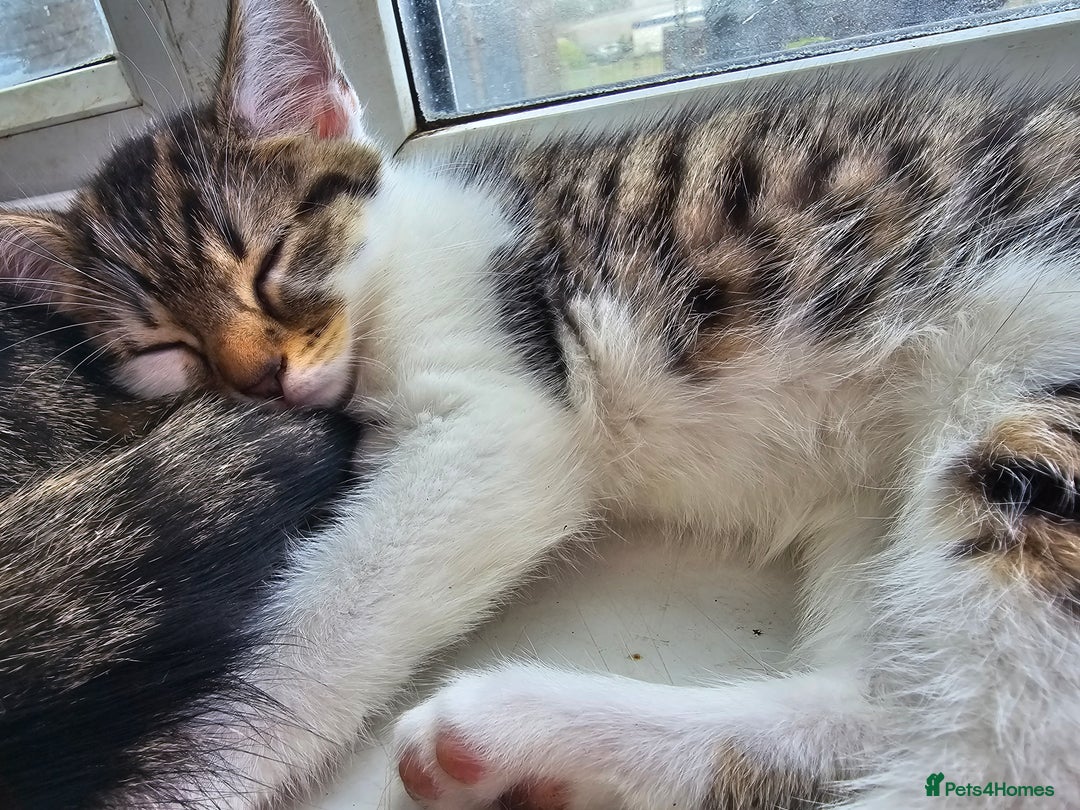 Domestic Shorthair cats for sale: Kittens for sale - Image 5