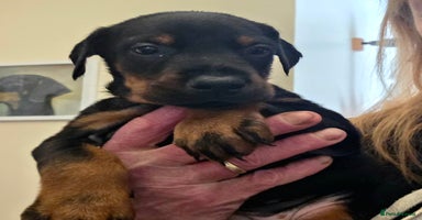 Dobermann dogs - Advert 1