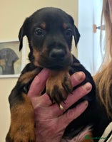 Dobermann dogs - Advert 1