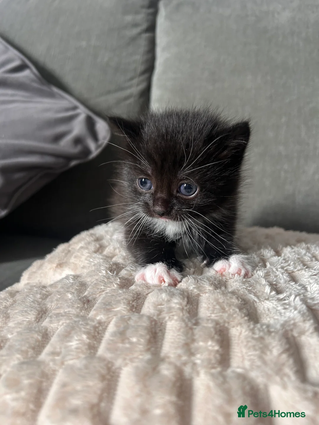 Mixed Breed cats for sale: 2 kittens for sale  - Advert 8