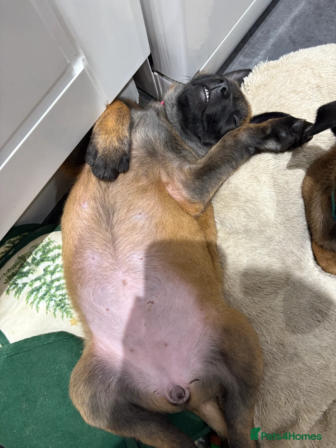 Belgian Shepherd Dog dogs for sale: Belgian Malinois Puppies - Ready to leave! - Advert 15