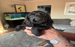 Cocker Spaniel dogs for sale: Cocker Spaniel Puppies - Image 6