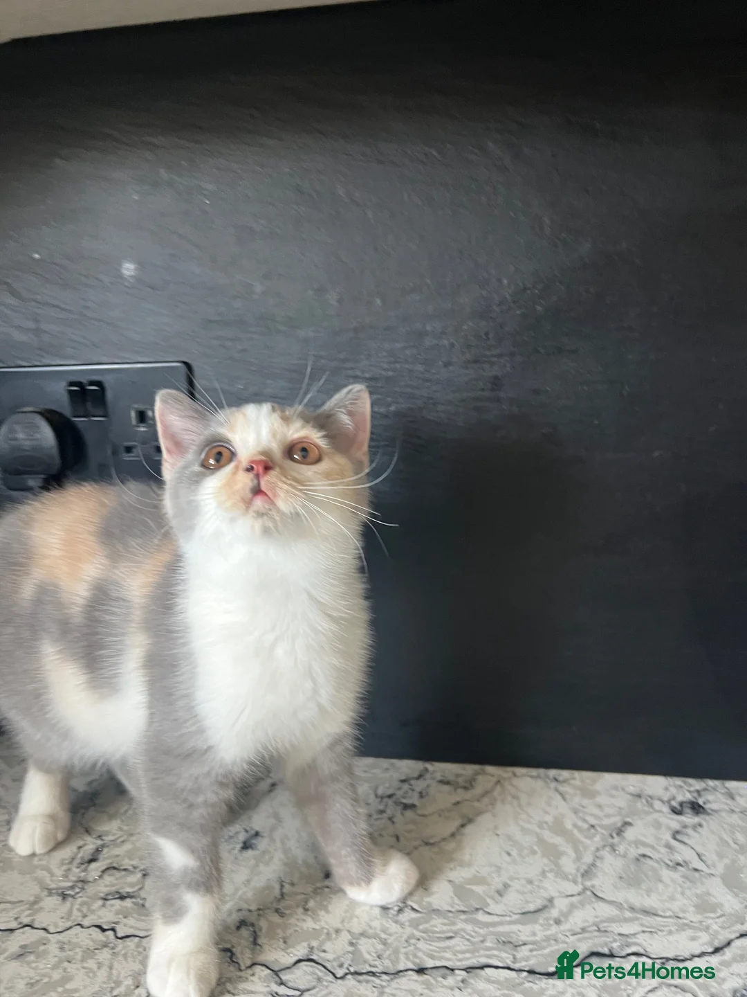 British Shorthair cats for sale: British Shorthair  - Advert 1