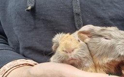 Guinea Pig rodents for sale: Two bond brothers / will ready end of oct  - Image 7