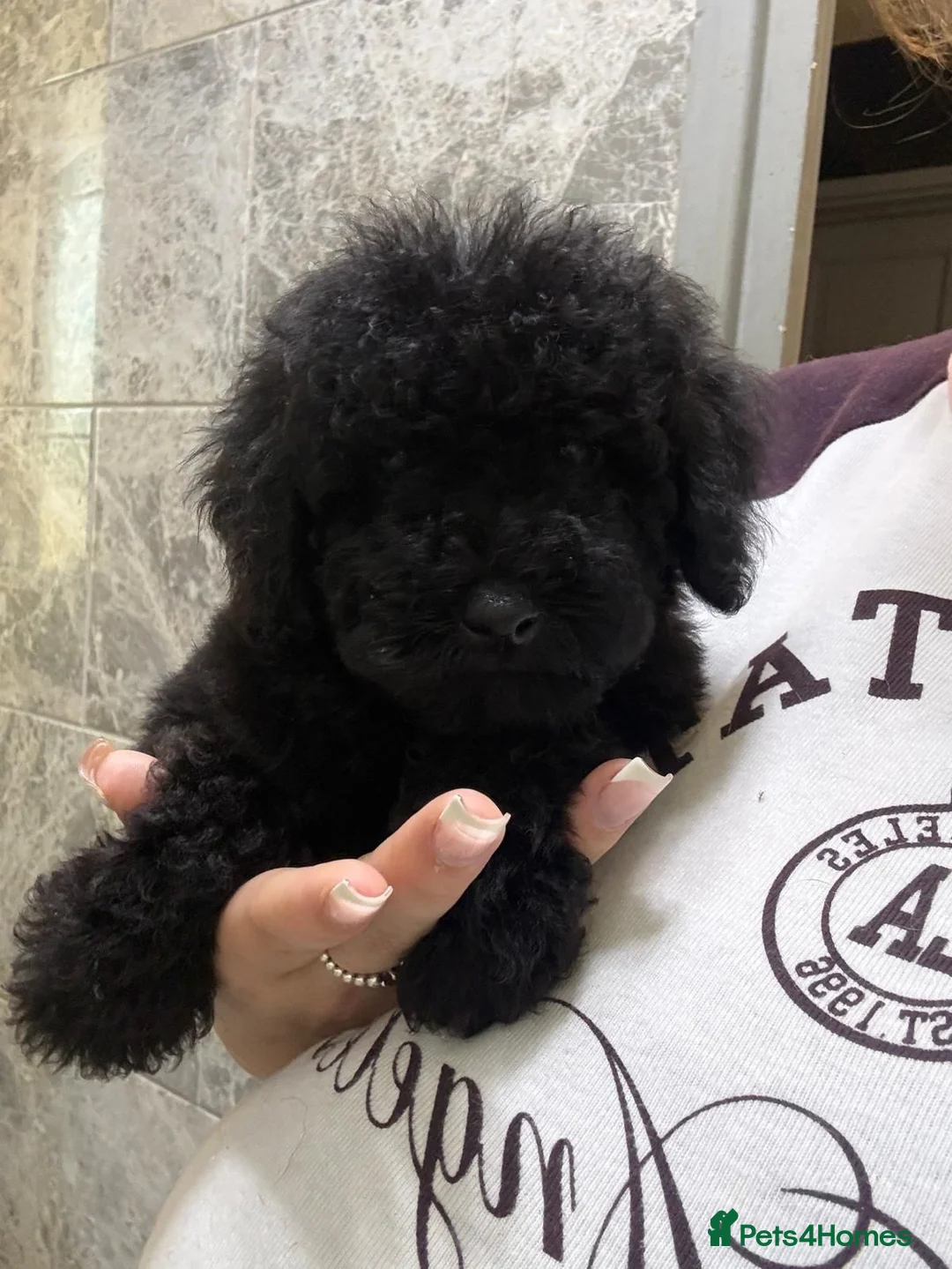 Poodle dogs for sale: Beautiful Poodle Puppies - Advert 5