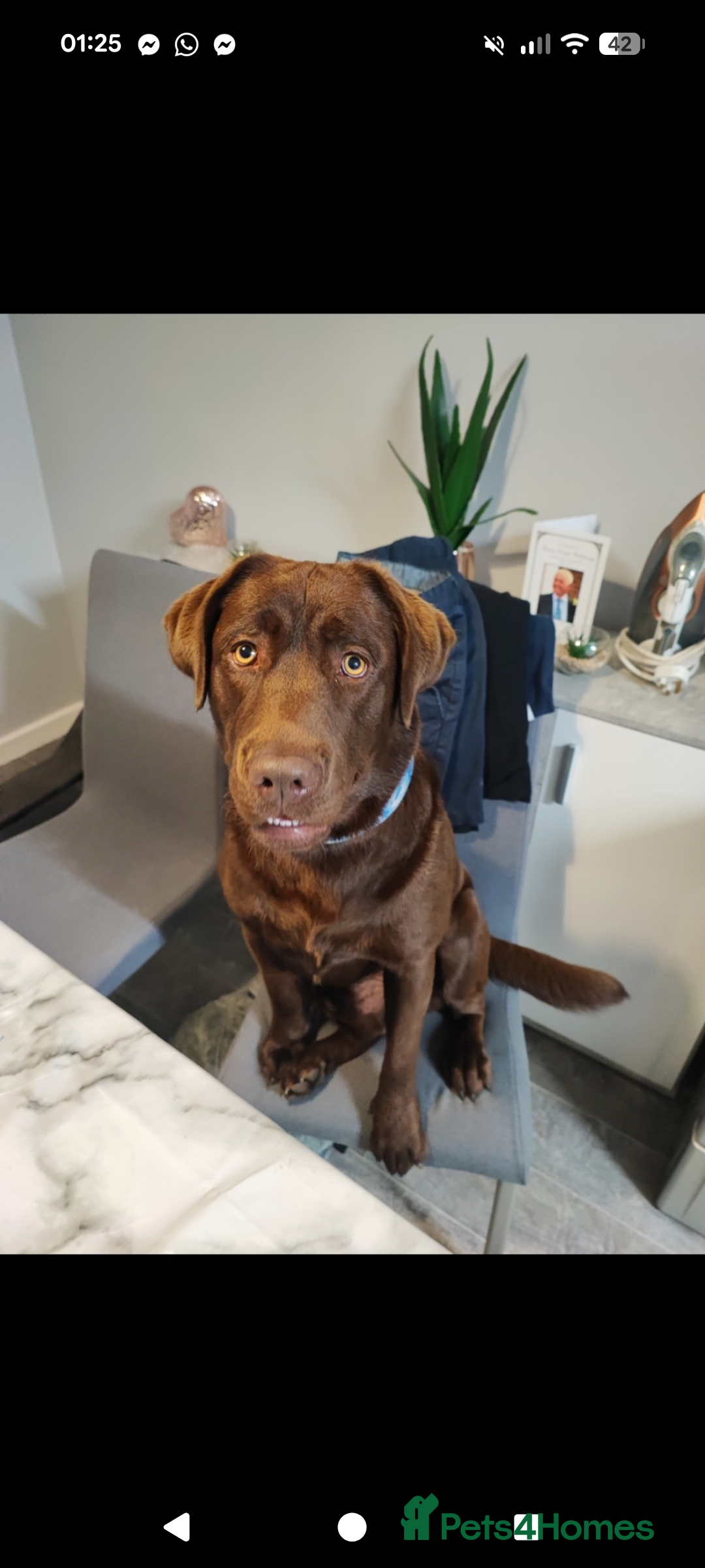 Labrador Retriever dogs for sale: Chocolate Labrador  - Advert 8