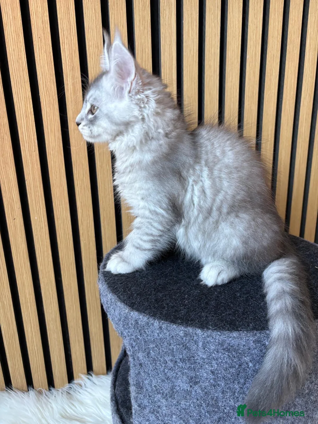 Maine Coon cats for sale: Our last kitten -TICA registered! - Advert 17
