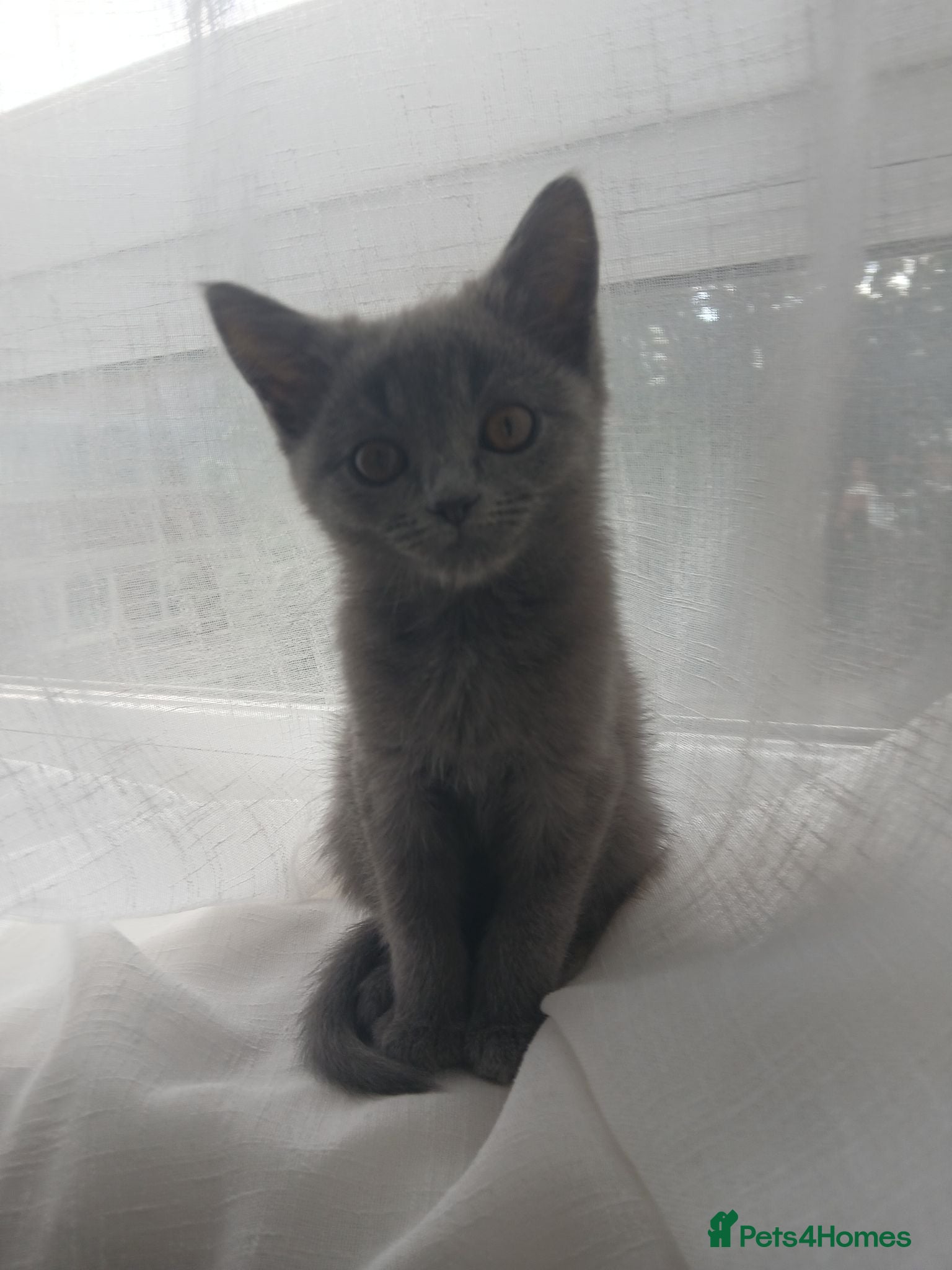 Himalayan cats Left Grey girl only - Advert 1