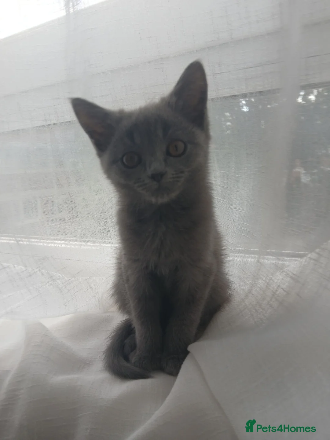 Himalayan cats for sale: Left Grey girl only - Advert 1