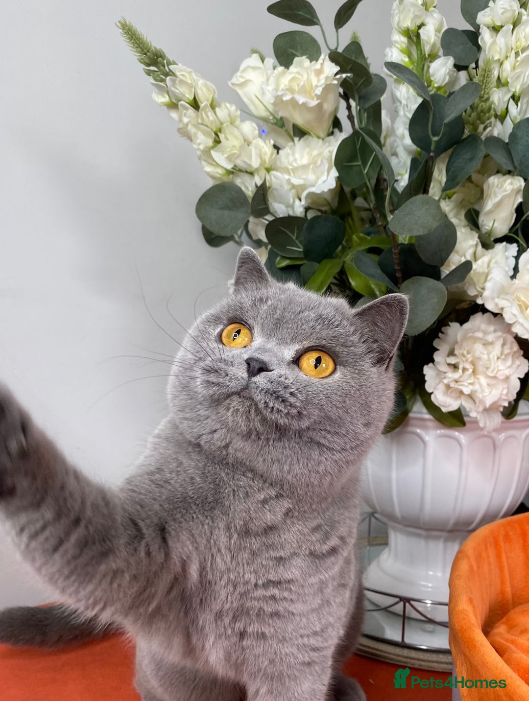 British Shorthair cats for sale: British short hair female  - Advert 3