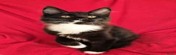 Maine Coon cats for sale: Ready Now,  BIG Maine Coon Boys - Advert 7