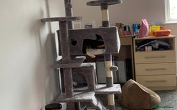 British Shorthair cats for sale: Loving female cat  - Image 4