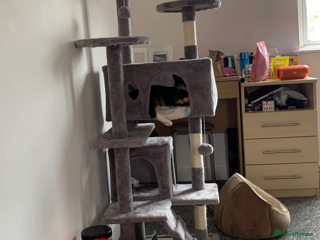 British Shorthair cats for sale: Loving female cat  - Image 4