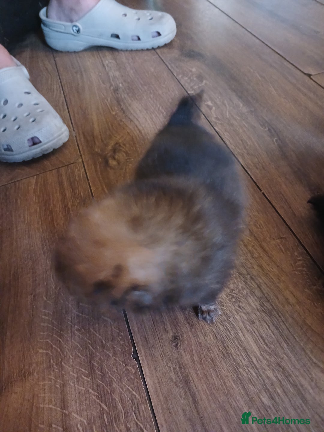 Pomeranian dogs for sale: Pomerian pups  - Image 23