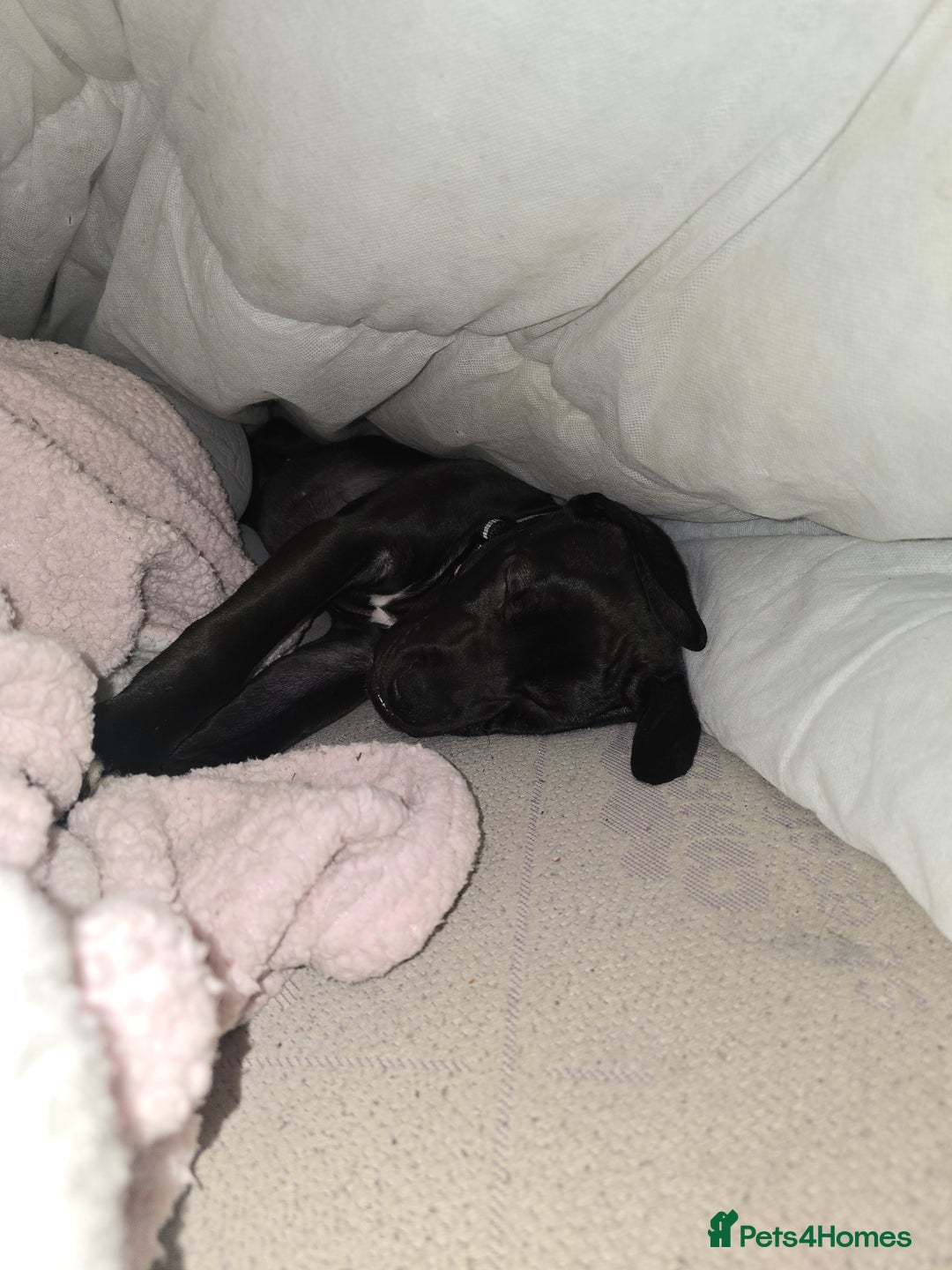 Mixed Breed dogs for sale: Cane corso cross puppy for sale - Advert 2