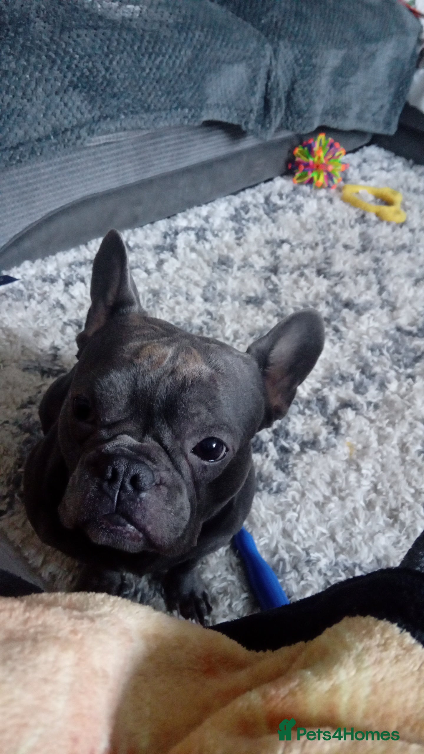 French Bulldog dogs Teddy 3 year old mini French Bulldog  - Advert 1
