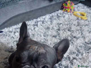French Bulldog dogs Teddy 3 year old mini French Bulldog - Advert 1