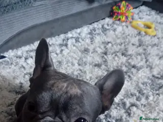 French Bulldog dogs Teddy 3 year old mini French Bulldog - Advert 22