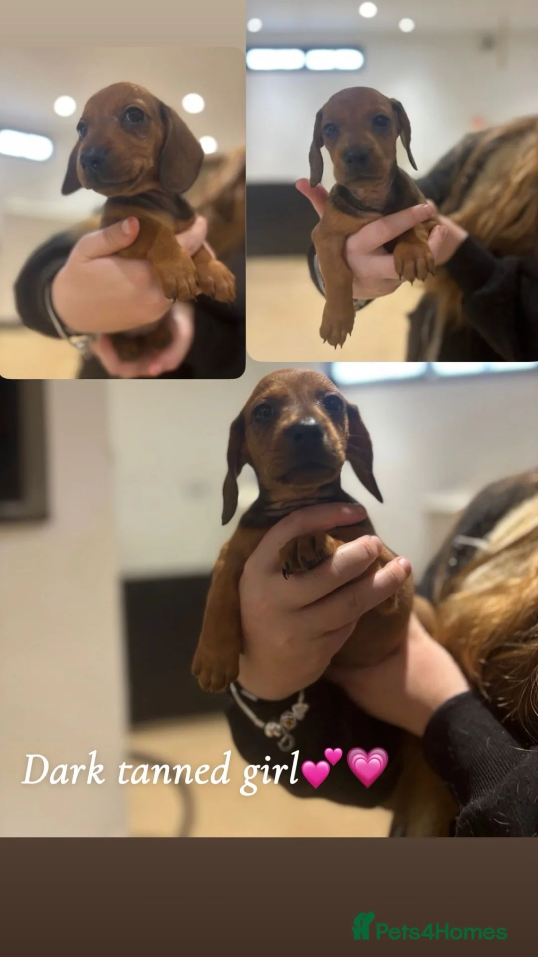 Dachshund dogs for sale: Sausage dogs last 2!  - Advert 5