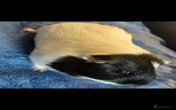 Guinea Pig rodents for sale: 2 x Male Guinea Pigs 💙  - Image 2