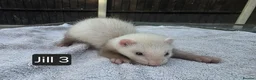 Ferret rodents for sale: New Kits Ready To Go  - Advert 7