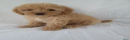 Maltipoo dogs for sale: Maltipoo puppies 5 🌟 licence breeder  - Advert 6