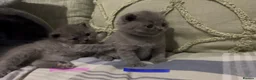 British Shorthair cats for sale: BSH beautiful Kittens 💗💙💗💙 - Advert 4