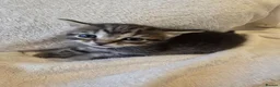 Mixed Breed cats for sale: Four adorable kittens looking for loving homes - Advert 4