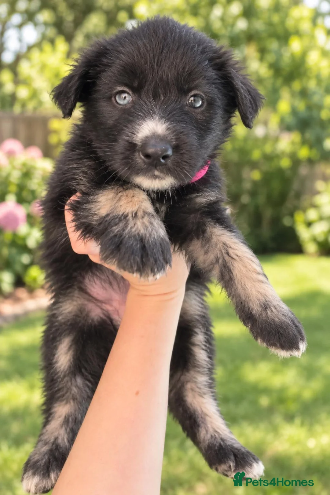 Shepsky dogs for sale: Beautiful german shepherd x syberian husky puppies - Advert 1