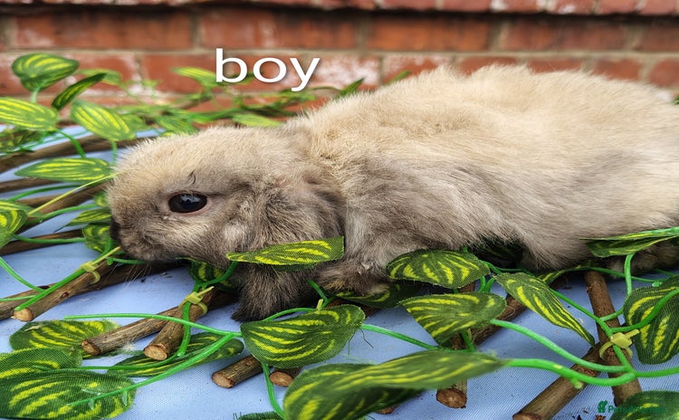 Mini Lop rabbits in Selby - Advert 7