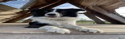 Border Collie dogs for sale: ⭐️ Border Collie Puppies ⭐️ - Advert 2
