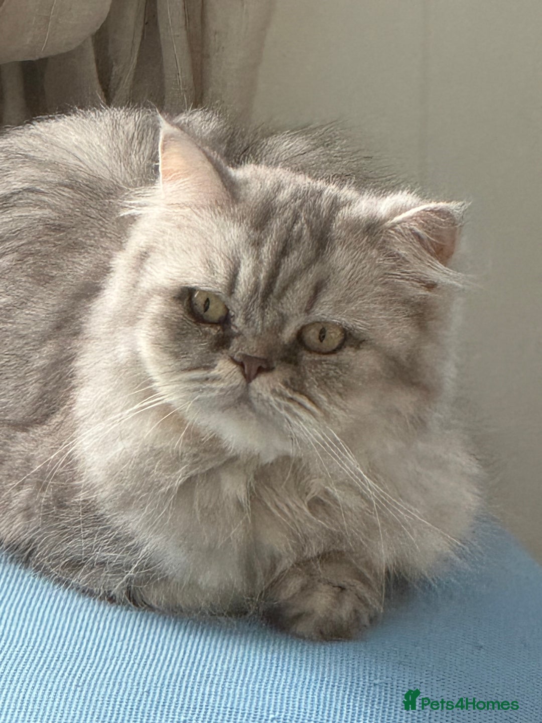 Persian cats for sale: Persian Cats  - Advert 5