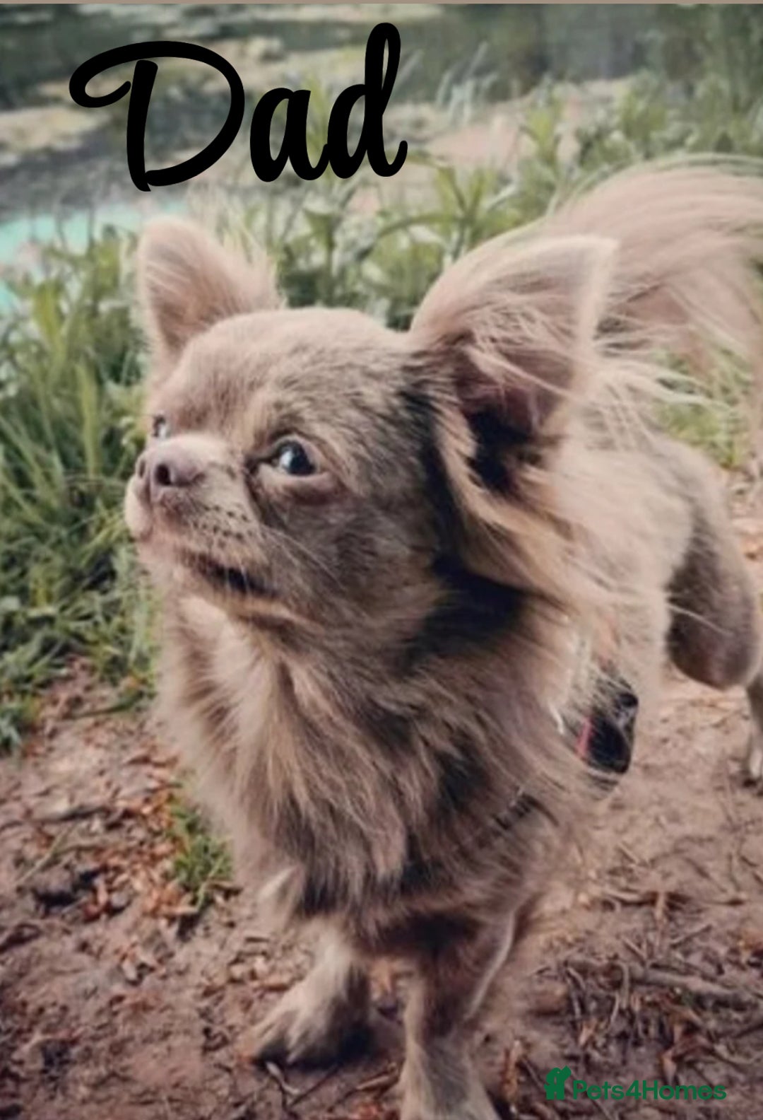 Chihuahua dogs for sale: Beautiful long haired, chihuahua puppies - Advert 3