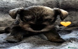 Miniature Schnauzer dogs for sale: Miniature Schnauzer Puppies - Image 2