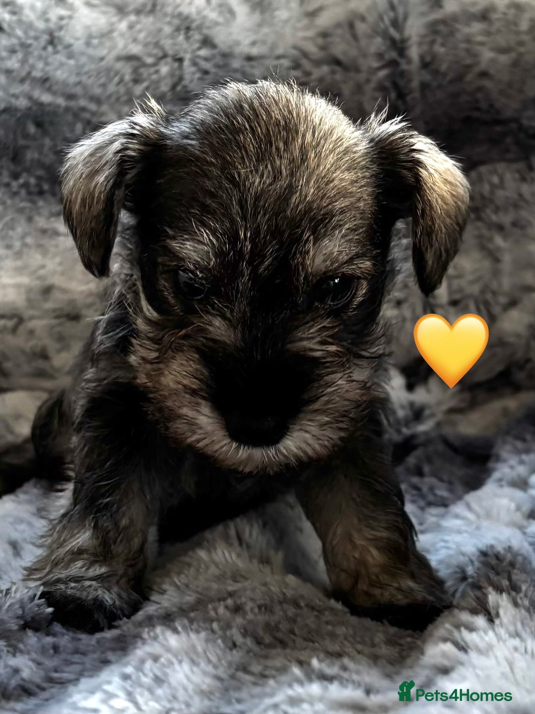 Miniature Schnauzer dogs for sale: Miniature Schnauzer Puppies - Image 2