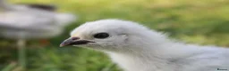 Chickens poultry for sale: Mixed bantam chicks  - Advert 4