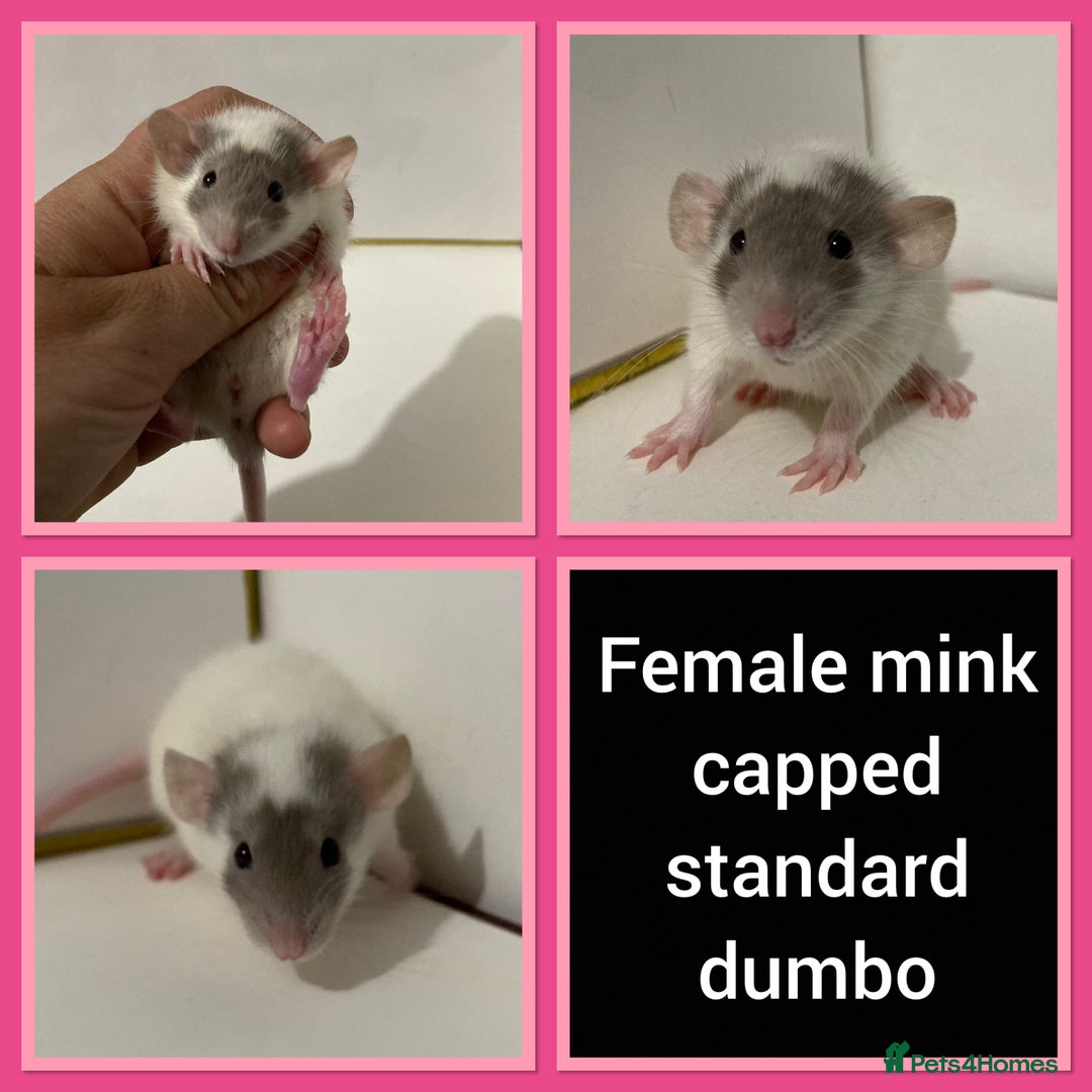 Rat rodents for sale: Adorable Dumbo Baby Rats ❤️ - Image 5